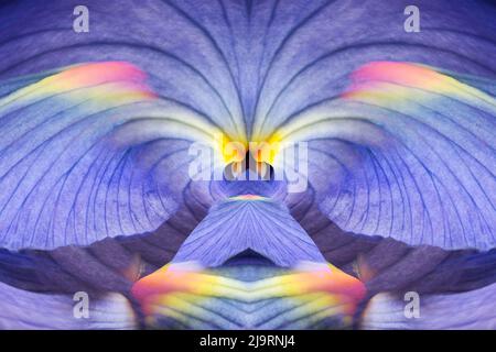 Iris flowers Stock Photo