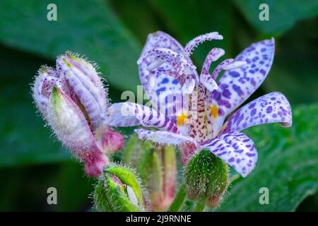 Hairy toad lily Stock Photo
