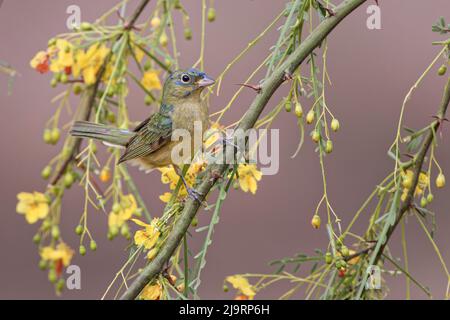 Bird looking at camera. Stock Photo