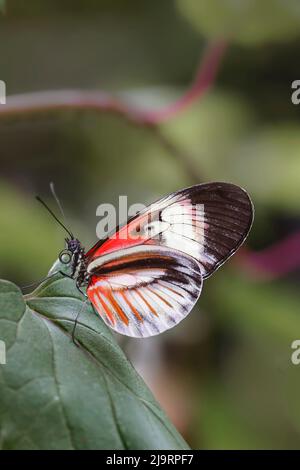 Piano key or Postman butterflies Stock Photo