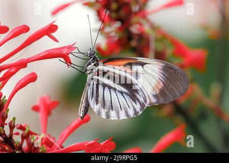 Piano key or Postman butterflies Stock Photo