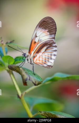 Piano key or Postman butterflies Stock Photo