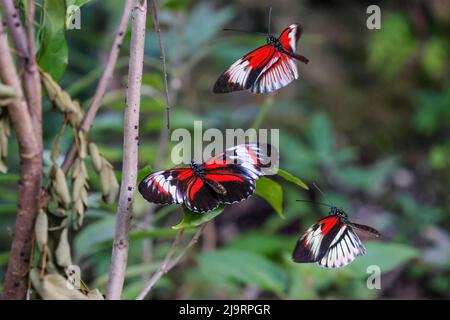 Piano key or Postman butterflies flying Stock Photo