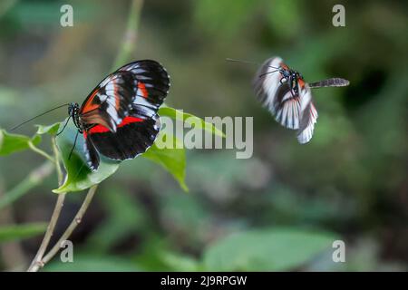 Piano key or Postman butterflies flying Stock Photo