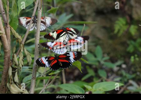 Piano key or Postman butterflies flying Stock Photo