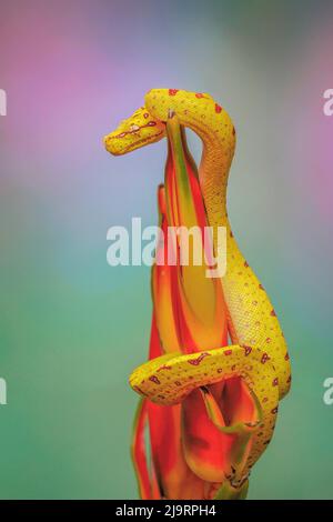 Juvenile Green tree python Stock Photo