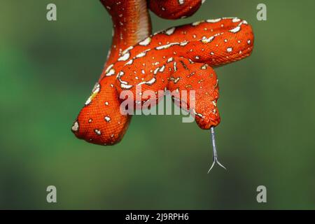 Juvenile Green tree python Stock Photo