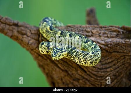 Atheris hispida hi-res stock photography and images - Alamy