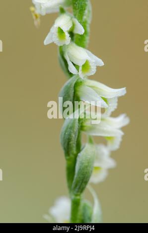 Spiranthes spiralis, commonly known as autumn lady's-tresses, is an orchid that grows in Europe and adjacent North Africa and Asia. Stock Photo