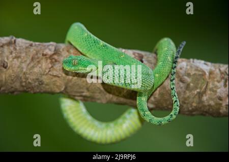 USA. Captive green West African bush viper on limb. Stock Photo