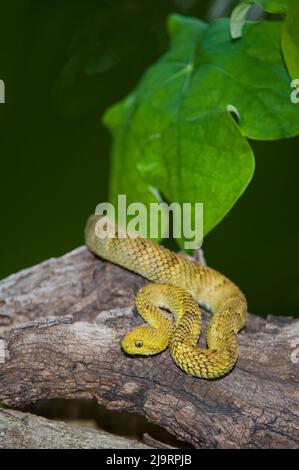 USA. Captive variable bush viper on log. Stock Photo