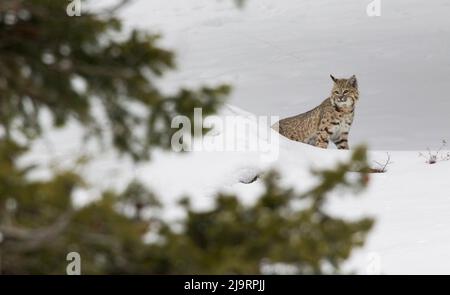 Bobcat, winter-time survival Stock Photo