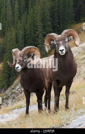 Rocky Mountain Bighorn Sheep Rams Stock Photo - Alamy