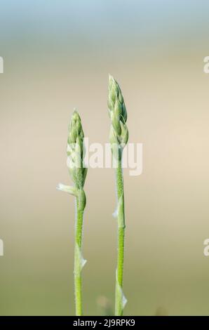 Spiranthes spiralis, commonly known as autumn lady's-tresses, is an orchid that grows in Europe and adjacent North Africa and Asia. Stock Photo