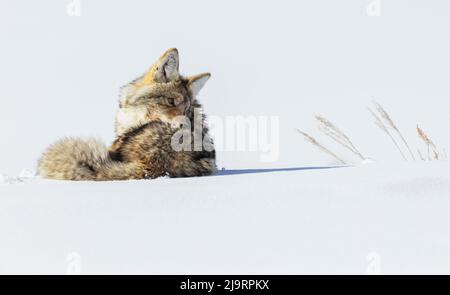 Coyote, winter resting Stock Photo