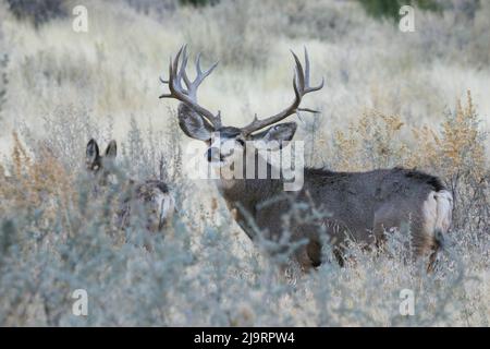 Mule deer buck courting hidden doe Stock Photo