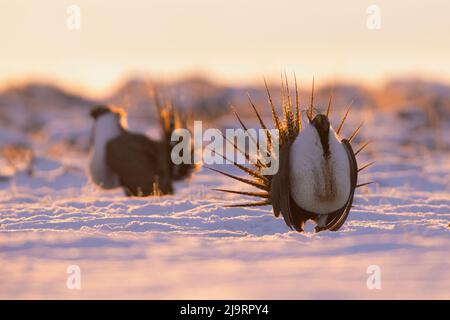 Greater sage-grouse at first light Stock Photo
