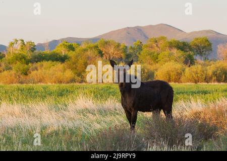 Young bull moose Stock Photo