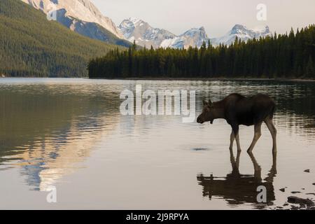 Young moose wading in mountain lake Stock Photo