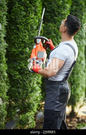 Back view of professional gardener in uniform and gloves using hand electric trimmer for shaping hedge. Concept of seasonal work and landscaping.  Stock Photo