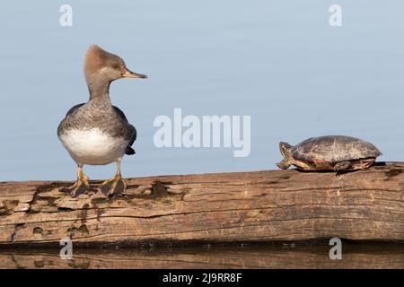 Hooded merganser female and painted turtle on log in wetland, Marion County, Illinois. Stock Photo