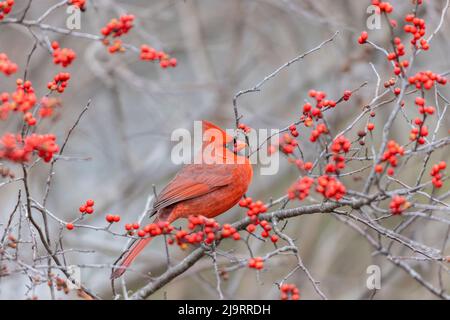 Northern cardinal male in winterberry bush, Marion County, Illinois. Stock Photo