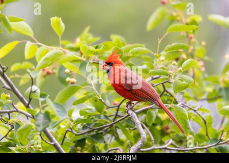Northern cardinal male in serviceberry bush, Marion County, Illinois. Stock Photo