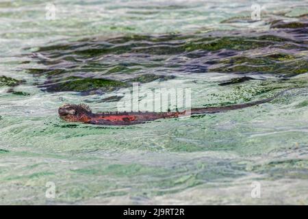 Marine iguana swimming in Pacific Ocean, Espanola Island, Galapagos Islands, Ecuador. Stock Photo