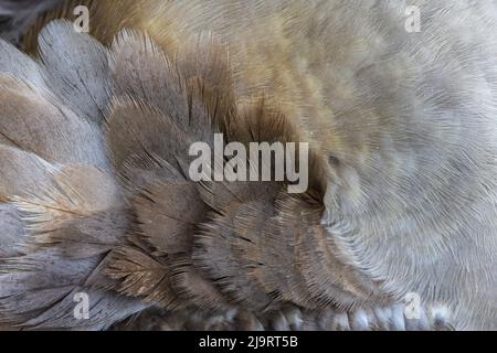 Feather pattern on juvenile Red-footed booby. Genovesa Island, Galapagos Islands, Ecuador. Stock Photo