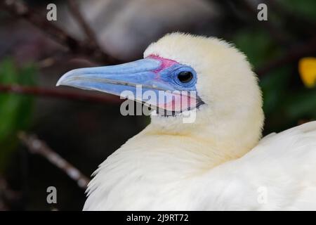 Immature Red-footed booby in nest. Genovesa Island, Galapagos Islands, Ecuador. Stock Photo