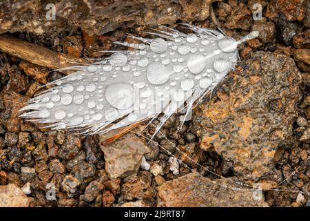 Nazca booby feather on ground with water drops. Genovesa Island, Galapagos Islands, Ecuador. Stock Photo