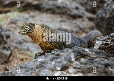 Hybrid Iguana, South Plaza Island, Galapagos Islands, Ecuador Stock ...