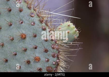 Opuntia prickly pear cactus, South Plaza Island, Galapagos Islands, Ecuador. Stock Photo
