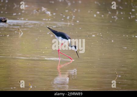 USA, Arizona, Gilbert. Black-necked stilt feeding in water. Stock Photo