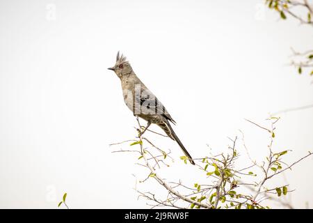 USA, Arizona, Catalina. Adult female phainopepla bird on branch. Stock Photo