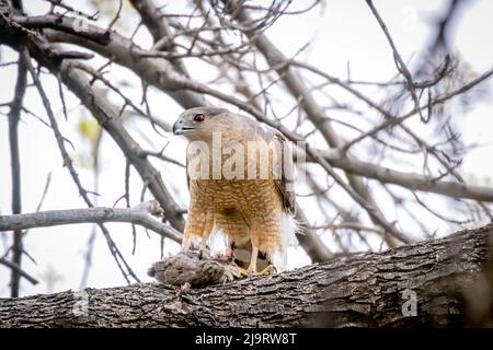 USA, Arizona, Catalina. Adult Cooper's hawk with mourning dove prey. Stock Photo