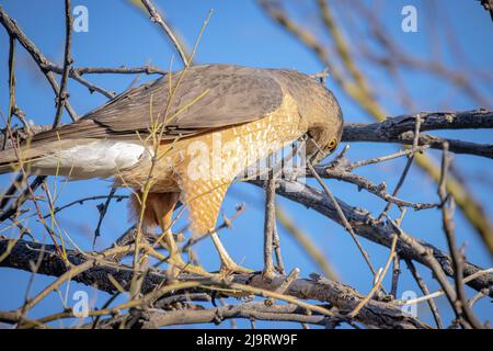 USA, Arizona, Catalina. Adult male Cooper's hawk gathering nest materials. Stock Photo