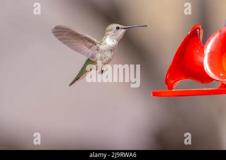 USA, Arizona, Catalina. Adult female Anna's hummingbird hovering at feeder. Stock Photo