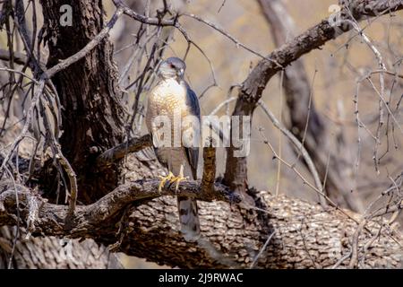 USA, Arizona, Catalina. Cooper's hawk in tree. Stock Photo