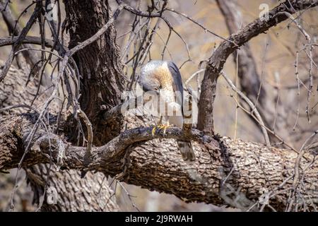 USA, Arizona, Catalina. Cooper's hawk preening in tree. Stock Photo