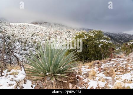 USA, Arizona, Chihuahuan Desert. Spring snow on desert. Stock Photo