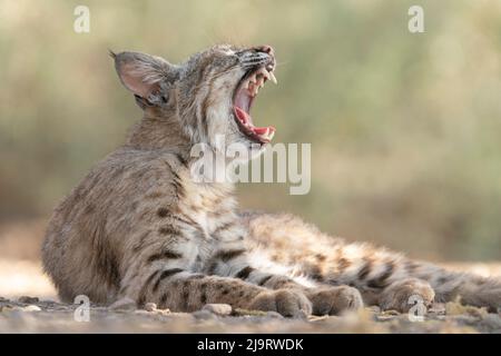 USA, Arizona. Close-up of female bobcat yawning. A female Bobcat relaxes in a riparian zone in southern Arizona Stock Photo