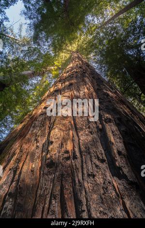 USA, California, Humboldt Redwoods State Park. Looking up at coastal redwood tree. Stock Photo