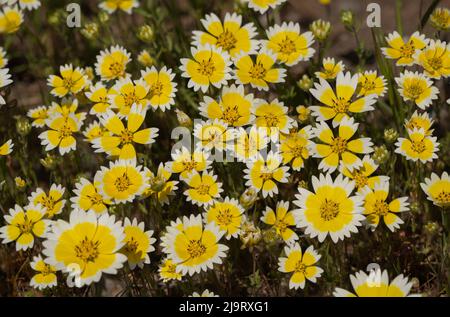 USA, California. Tidy tips bloom in spring. Stock Photo