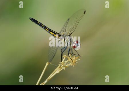 USA, California, Bishop. Blue dasher female dragonfly on stem. Stock Photo