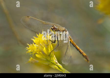 USA, California, Mono County. Juvenile male black meadowhawk dragonfly on plant. Stock Photo