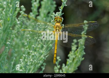 USA, California, Mono County. Female saffron-winged meadowhawk dragonfly on plant. Stock Photo