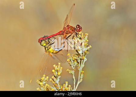 USA, California, Mono County. Mating pair of wild saffron-winged meadowhawk dragonflies on desert plant. Stock Photo