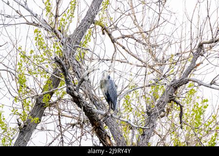 USA, Colorado, Ft. Collins. Adult great blue heron in tree. Stock Photo