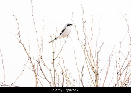 USA, Colorado, Ft. Collins. Adult northern shrike bird in tree. Stock Photo